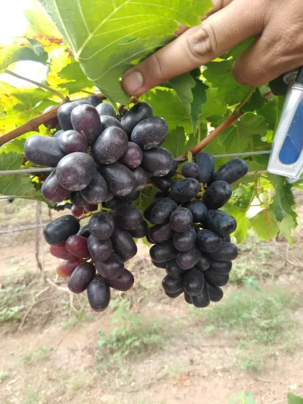 Sarad_Seedless_Grape_|_Dwarf_Variety_(1.5-2_Feet_Height)