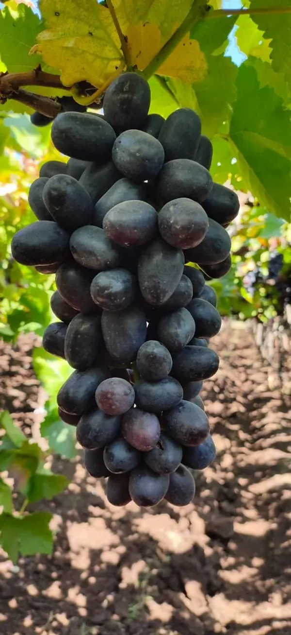 Sarad_Seedless_Grape_|_Dwarf_Variety_(1.5-2_Feet_Height)