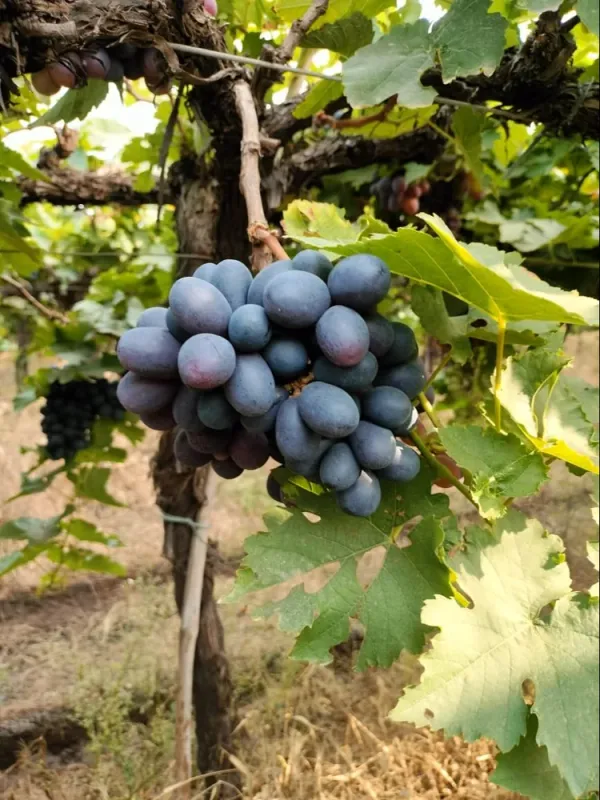 Sarad_Seedless_Grape_|_Dwarf_Variety_(1.5-2_Feet_Height)