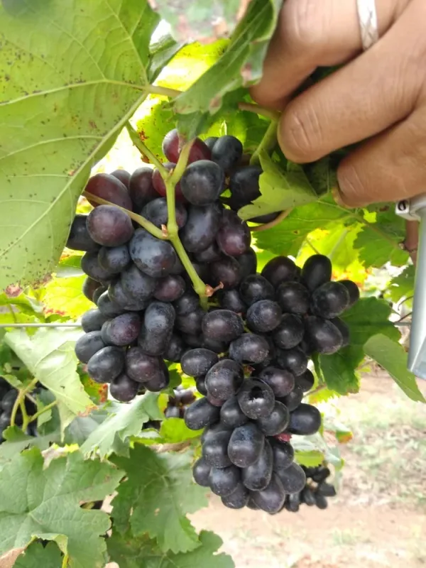 Sarad_Seedless_Grape_|_Dwarf_Variety_(1.5-2_Feet_Height)