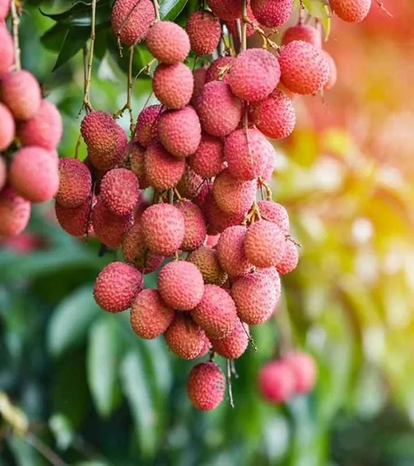 Seedless_Litchi_Plant_(1.5_-_2_Feet_Height)