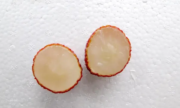Seedless_Litchi_Plant_(1.5_-_2_Feet_Height)