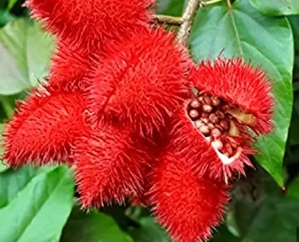 Sindur_Live_Plant