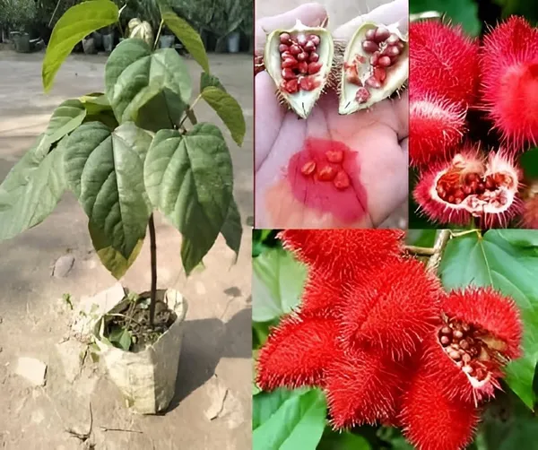 Sindur_Live_Plant