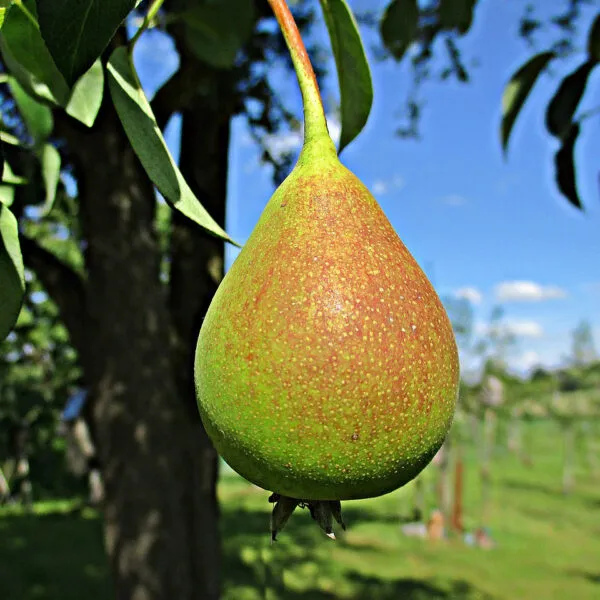 Babugosha(Red_Pear)_|_Grafted_And_Hybrid_Plants