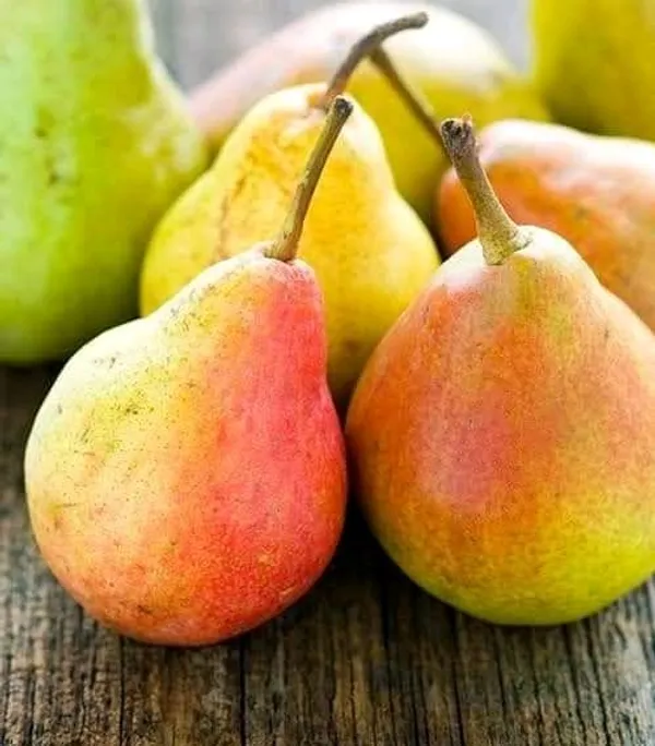 Babugosha(Red_Pear)_|_Grafted_And_Hybrid_Plants