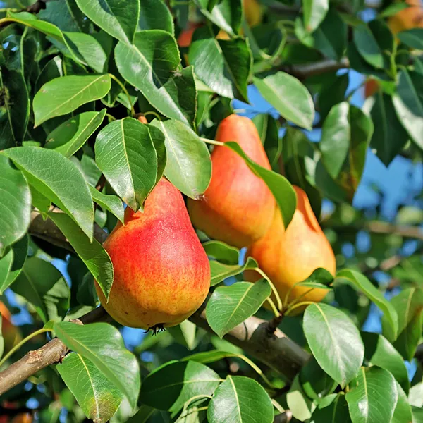Babugosha(Red_Pear)_|_Grafted_And_Hybrid_Plants