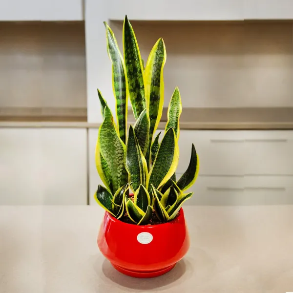 Dwarf_Snake_Plant_|_Around_1_Feet_Height