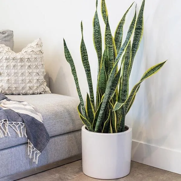 Dwarf_Snake_Plant_|_Around_1_Feet_Height