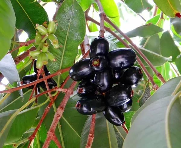 Thai_Black_Jamun_|_Grafted_And_Hybrid_Plants
