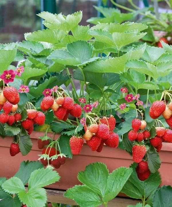 Sweet_Charlie_Stwaberry_Plant(pack_of_2)
