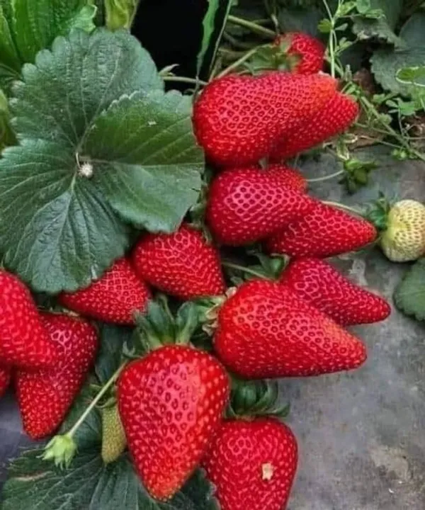 Sweet_Charlie_Stwaberry_Plant(pack_of_2)
