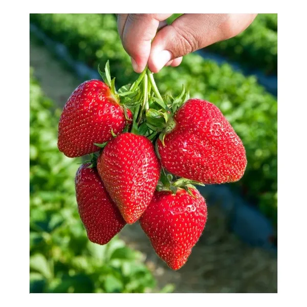 Sweet_Charlie_Stwaberry_Plant(pack_of_2)