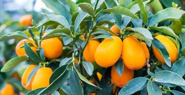 Sweet_Lemon_Variety_Fruit_(Grafted)_Live_Plants_(1.5_-_2_Feet_Height)