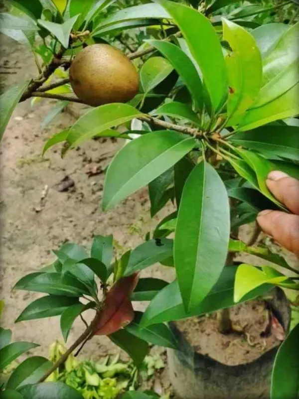 Kalapati_Chiku_Plant_|_Grafted_And_Hybrid_Plants