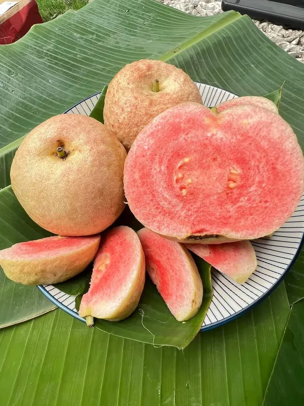 Red_Diamond_Guava_|_Grafted_And_Hybrid_Plants_(2_Feet_Height)