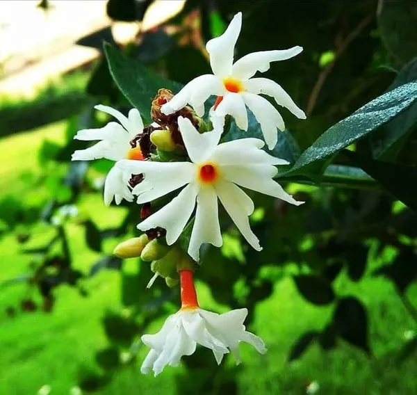 All_Time_Parijat_Flower_Plant
