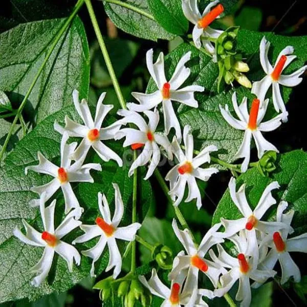 All_Time_Parijat_Flower_Plant