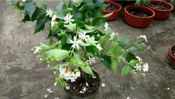 All_Time_Parijat_Flower_Plant