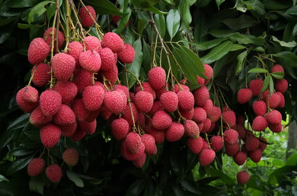 Chaina_3_Litchi_Plant_(1.5_-_2_Feet_Height)