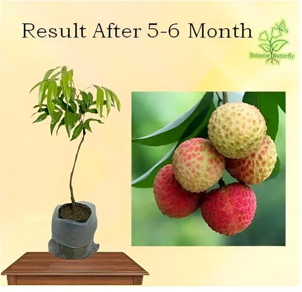 Chaina_3_Litchi_Plant_(1.5_-_2_Feet_Height)