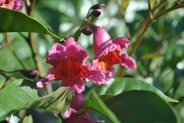 Tibubia_Red