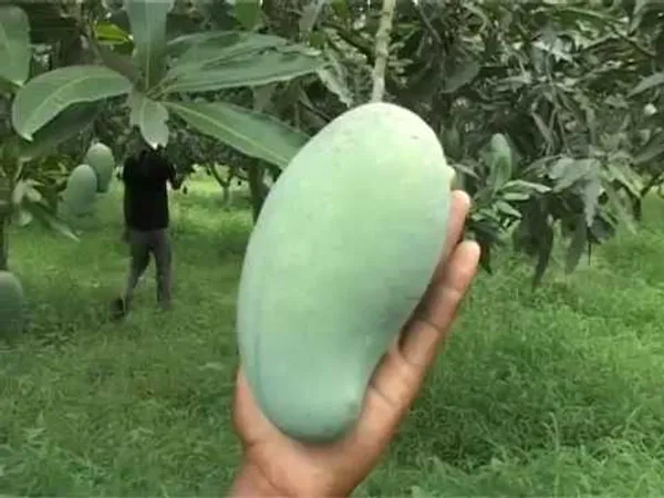 Amrapali_Mango_Plant_|_Grafted_And_Hybrid_Plants