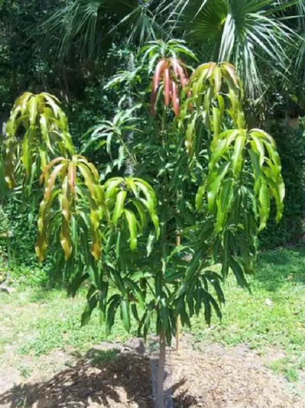 Amrapali_Mango_Plant_|_Grafted_And_Hybrid_Plants