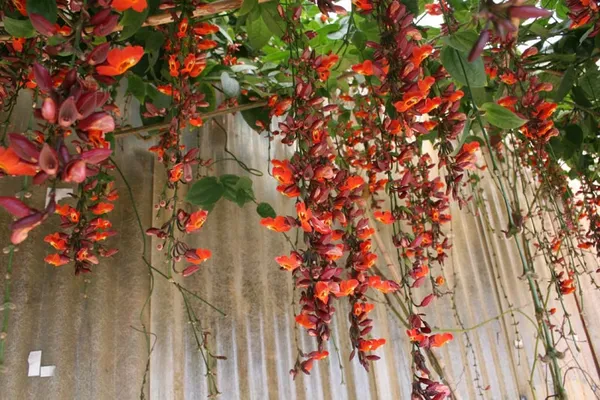 Basor_Lata/Thunbergia_Plant
