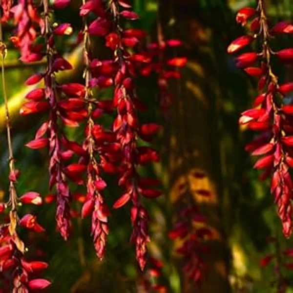 Basor_Lata/Thunbergia_Plant