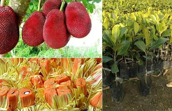 Red_Jackfruit_Plant_|_Grafted_And_Hybrid_Plants