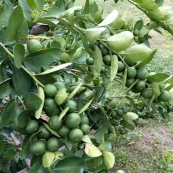 Kolkata_Pati_Lime_|_Grafted_And_Hybrid_Plants