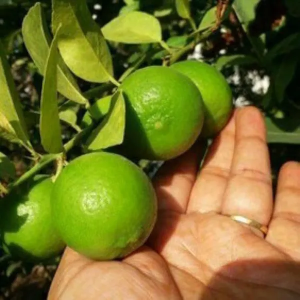 Kolkata_Pati_Lime_|_Grafted_And_Hybrid_Plants