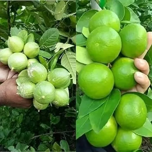 Kolkata_Pati_Lime_|_Grafted_And_Hybrid_Plants