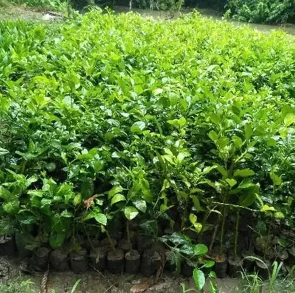 Kolkata_Pati_Lime_|_Grafted_And_Hybrid_Plants