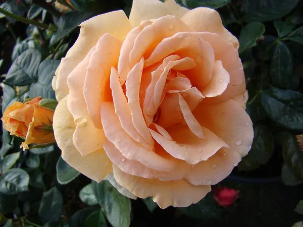 Indian_Summer_Roses_Flower_Plant
