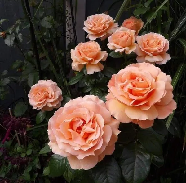 Indian_Summer_Roses_Flower_Plant