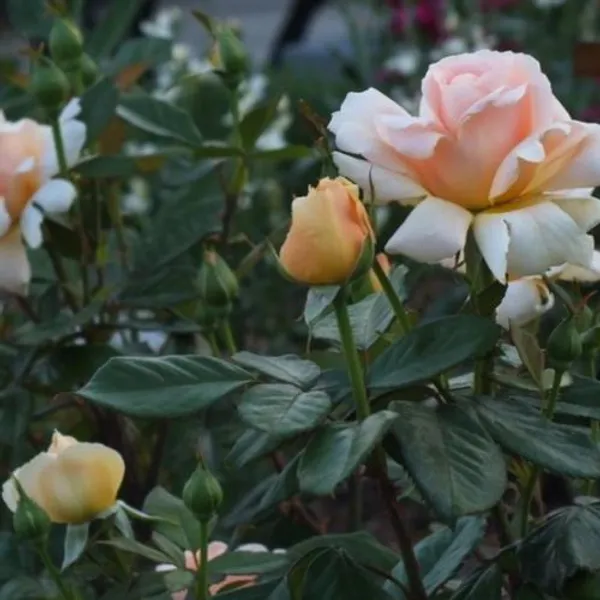 Indian_Summer_Roses_Flower_Plant