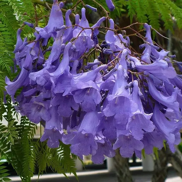 Jacaranda_Mimosifolia_Blue_Plant