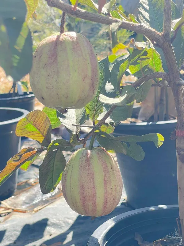 Verigated_Guava_Plant