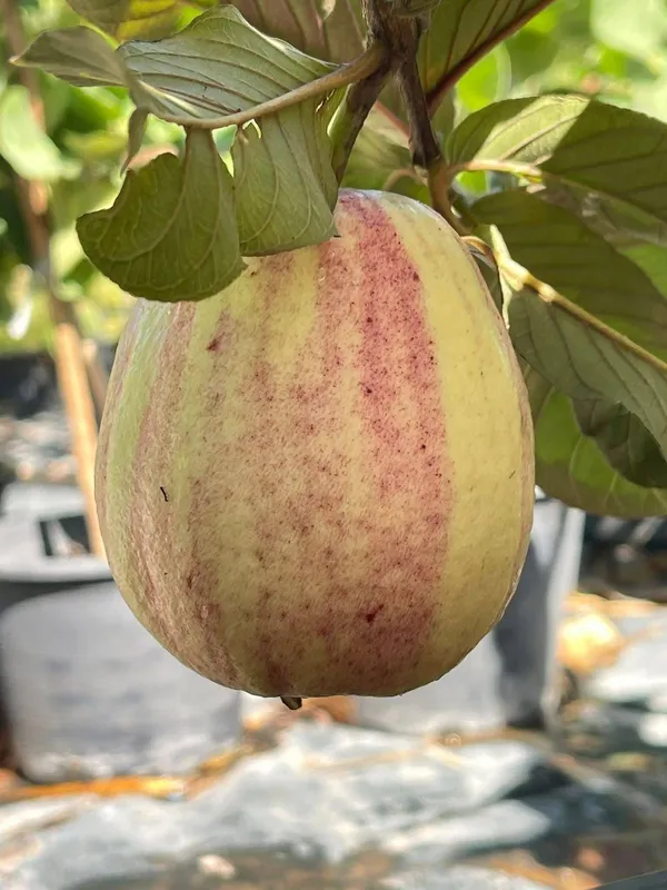 Verigated_Guava_Plant