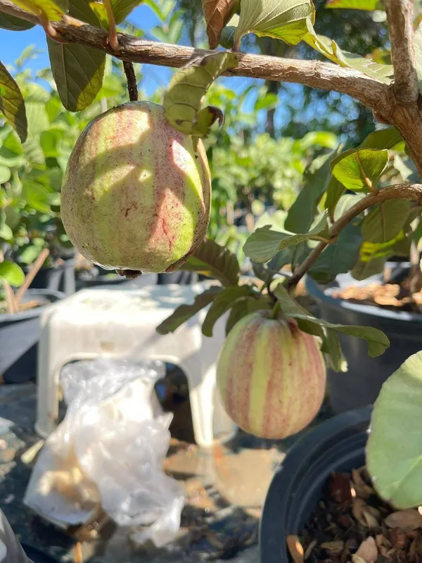 Verigated_Guava_Plant