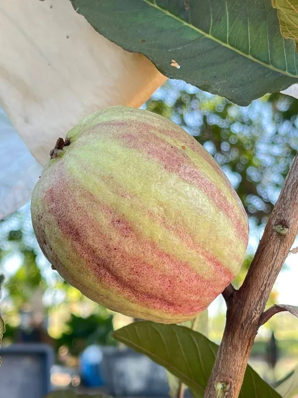 Verigated_Guava_Plant