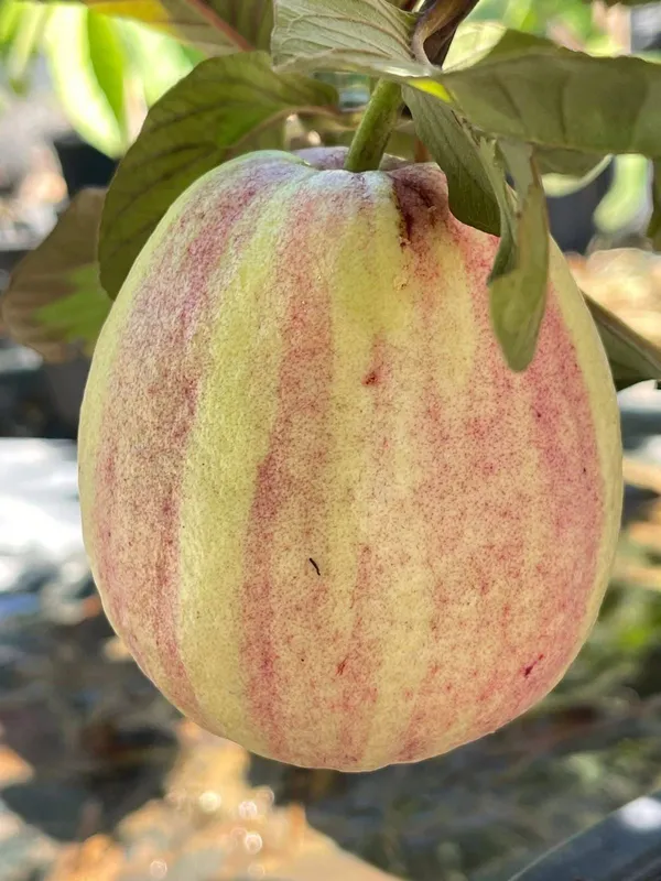 Verigated_Guava_Plant