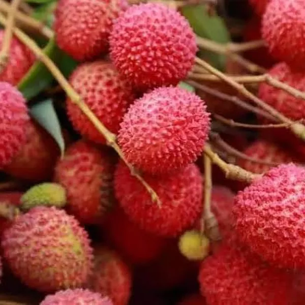 Very_Sweet_Tezpuri_Litchi_Plant_(1.5_-_2_Feet_Height)