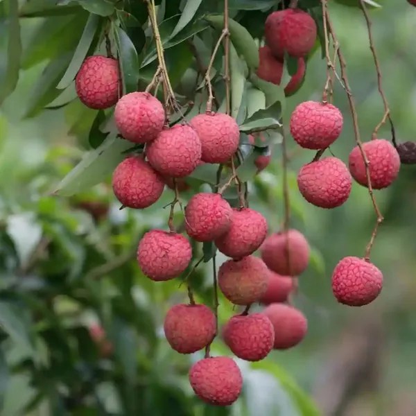 Very_Sweet_Tezpuri_Litchi_Plant_(1.5_-_2_Feet_Height)