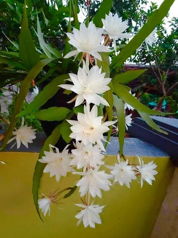 Bramha_Kamal_White_Plant