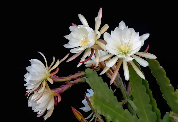 Bramha_Kamal_White_Plant