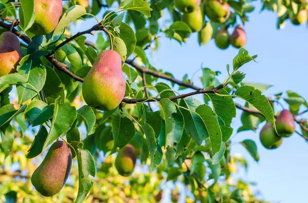Pear_Plant_|_Grafted_And_Hybrid_Plant