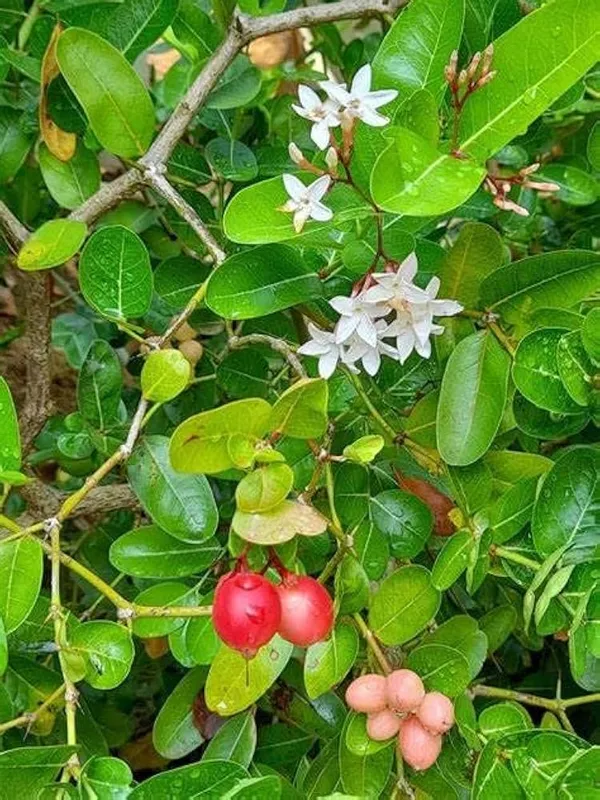 Sweet_Karonda_Plant_|_Grafted_And_Hybrid_Plants